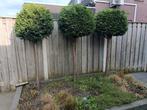 Tuin boompjes, Tuin en Terras, Planten | Bomen, Ophalen, 100 tot 250 cm