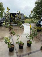 Magnolia grandiflora de eerste bloemen komen er in, Tuin en Terras, Vaste plant, Halfschaduw, Zomer, Ophalen