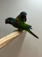 1-1 Pyrrhura Emma + DNA, Dieren en Toebehoren, Vogels | Parkieten en Papegaaien, Meerdere dieren, Parkiet, Geringd