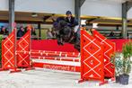 Super braaf mooie spring/Dressuur pony, Dieren en Toebehoren, Pony's, Springpony, L, 11 jaar of ouder, D pony (1.37m tot 1.48m)