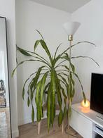 Floor Lamp / Vloerlamp, IKEA SKAFTET, Ophalen, Zo goed als nieuw