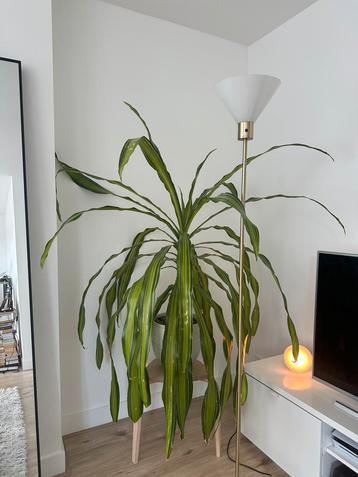 Floor Lamp / Vloerlamp, IKEA SKAFTET beschikbaar voor biedingen
