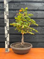 Bonsai paardenkastanje, Bloeit niet, Halfschaduw, Minder dan 100 cm, Overige soorten