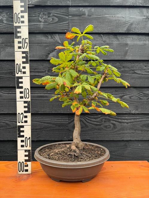 Bonsai paardenkastanje, Tuin en Terras, Planten | Bomen, Overige soorten, Minder dan 100 cm, Halfschaduw, Bloeit niet, Ophalen of Verzenden