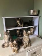Echte Mainecoon kittens met stamboom, Dieren en Toebehoren, Meerdere dieren, Met stamboom