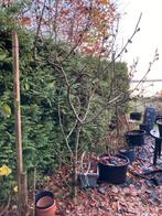 Vijgenboom met veel vijgen (in het tuincentrum 85 euro!), Tuin en Terras, Planten | Bomen, Bloeit niet, Overige soorten, 250 tot 400 cm