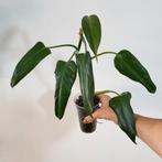 philodendron mexicanum, Huis en Inrichting, Kamerplanten, Ophalen of Verzenden, Overige soorten, Minder dan 100 cm