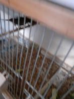 3 poppen en 1 man geringd 2025 .zitten koud prijs per stuk, Dieren en Toebehoren, Vogels | Kanaries, Meerdere dieren, Kleurkanarie