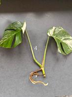 Monstera Variegata stekken, kamerplant, Huis en Inrichting, Kamerplanten, Ficus, Minder dan 100 cm, Groene kamerplant, Halfschaduw
