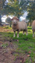 Prachtige poll dorset ram mei '25, Dieren en Toebehoren, Mannelijk, Schaap, 0 tot 2 jaar