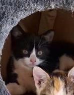 Kittens - mogen al verhuizen - nog 1 beschikbaar, Dieren en Toebehoren, Katten en Kittens | Overige Katten, Meerdere dieren, Kortharig