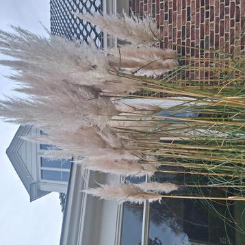 Pampas pluimen  beschikbaar voor biedingen