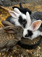 Te koop prachtig nest Duitse Reuzen konijnen, Meerdere dieren, Overige typen, Na 1 juli 2024, Tam