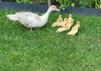 Barberie,kaapse eend met 9 kuikens, Dieren en Toebehoren, Pluimvee, Meerdere dieren, Eend