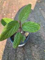 Grote tuin planten, Ophalen, Zomer, Overige soorten, Volle zon