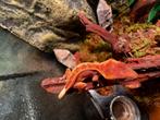 Wimpergekko, Hagedis, 0 tot 2 jaar