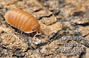 Cubaris murina 'Manderin' beschikbaar voor biedingen