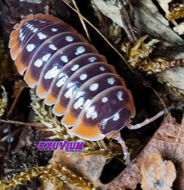 Armadillidium klugii Split isopods / pissebedden beschikbaar voor biedingen