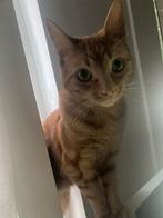 Kitten 5 maanden, Dieren en Toebehoren, Katten en Kittens | Overige Katten, Kater