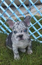 France Bulldog, Dieren en Toebehoren, Honden | Bulldogs, Pinschers en Molossers, Particulier, 8 tot 15 weken, Buitenland, Bulldog