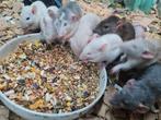 Lieve jonge mannelijke rittens, Mannelijk, Rat, Na 1 juli 2024, Tam