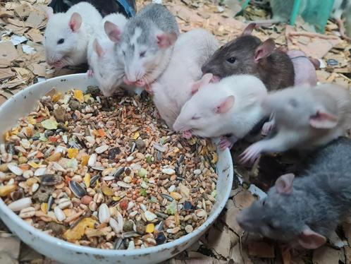 Lieve jonge mannelijke rittens, Dieren en Toebehoren, Knaagdieren, Mannelijk, Rat, Tam