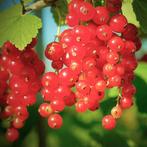 Ribes Rubrum - Rode Bessen Struik g61321, Tuin en Terras, Planten | Tuinplanten, Ophalen of Verzenden