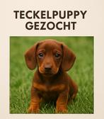Gezocht: Brown and Tan Kaninchen Reu, Reu, 8 tot 15 weken, Eén hond, Nederland