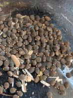 Eitjes Indische wandelende takken, Dieren en Toebehoren, Insecten en Spinnen, Wandelende tak