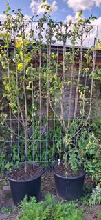 Twee pruimenbomen, Ophalen, Minder dan 100 cm, In pot, Pruimenboom