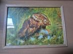 Roofvogel prent, Ophalen of Verzenden