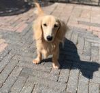 Langhaar kaninchen cream teckel, Dieren en Toebehoren, Honden | Teckels en Dashonden, Kaninchen, Fokker | Hobbymatig, Rabiës (hondsdolheid)