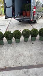 Ilex grenata  jenny 35/40 doorsnede mooi/betervind u niet, Vaste plant, Bloeit niet, Halfschaduw, Ophalen