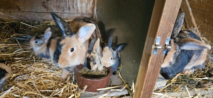 Jonge Japanner konijnen, Dieren en Toebehoren, Konijnen, Middelgroot, Meerdere dieren, 0 tot 2 jaar