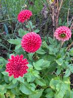 Grote klont knollen Dahlia pompon zacht rood brons, Overige soorten, Volle zon, Ophalen of Verzenden, 100 tot 250 cm