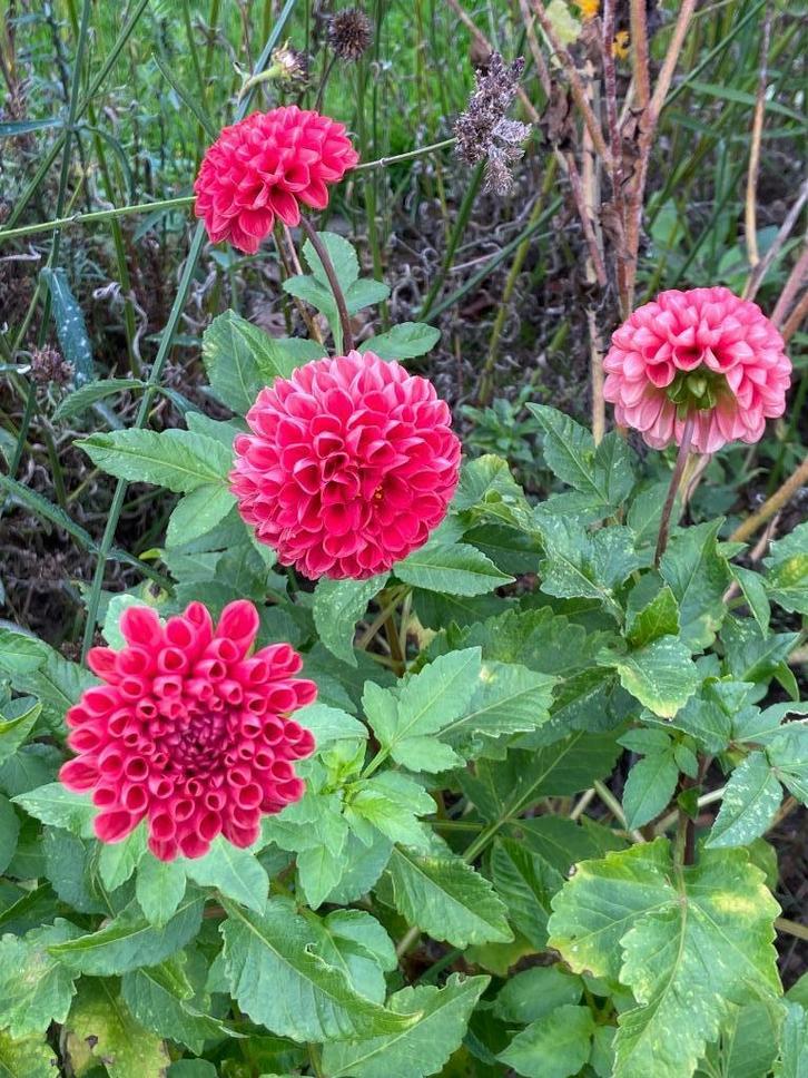 Grote klont knollen Dahlia pompon zacht rood brons, Tuin en Terras, Planten | Fruitbomen, Overige soorten, 100 tot 250 cm, Volle zon