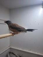 Spitsstaartamadine jonge, Dieren en Toebehoren, Geslacht onbekend