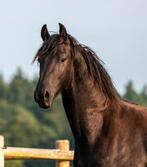 Waanzinnig knappe en lieve friese hengst, Hengst, Minder dan 160 cm, Dressuurpaard, 0 tot 2 jaar