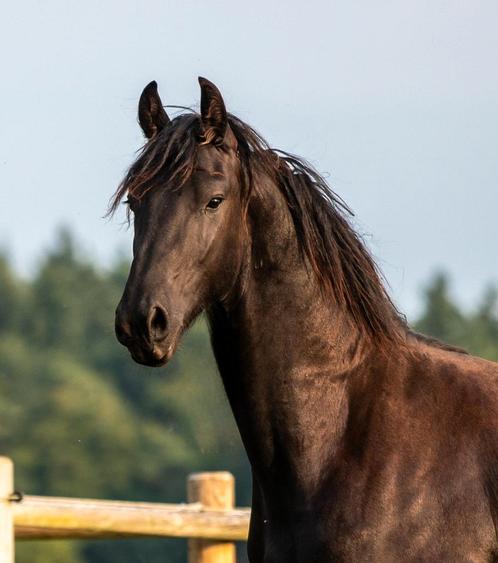 Waanzinnig knappe en lieve friese hengst, Dieren en Toebehoren, Paarden, Hengst, Minder dan 160 cm, 0 tot 2 jaar, Dressuurpaard