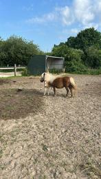 Kleinschalige pensionstal aangeboden voor een Shetlander, Dieren en Toebehoren, Stalling en Weidegang, Weidegang