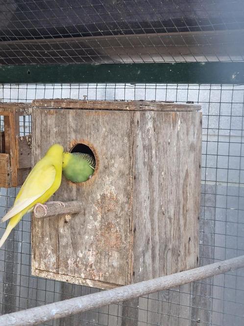 5 Jonge parkieten en buitenbroed in volière, geb. 13-6-25., Dieren en Toebehoren, Vogels | Parkieten en Papegaaien, Parkiet, Meerdere dieren