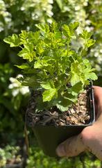 OP=OP kruisbes in 9cm pot, Tuin en Terras, Planten | Tuinplanten, Overige soorten, Volle zon, Vaste plant, Ophalen of Verzenden