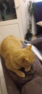 Tekoop mooi Poes €125, Dieren en Toebehoren, Katten en Kittens | Overige Katten, Poes