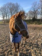 Weidemaatje aangeboden, Dieren en Toebehoren, Stalling en Weidegang