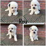 Doodle pups, Dieren en Toebehoren, Honden | Chihuahua's en Gezelschapshonden, Poedel, CDV (hondenziekte), 8 tot 15 weken, Meerdere