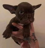 2 mooie compacte choco  teefjes beschikbaar met stamboom, Dieren en Toebehoren, Overige rassen, 8 tot 15 weken, Meerdere dieren