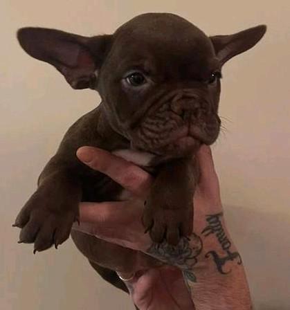 2 mooie compacte choco  teefjes beschikbaar met stamboom, Dieren en Toebehoren, Honden | Bulldogs, Pinschers en Molossers, Meerdere dieren