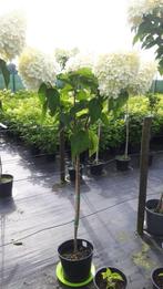 Hortensia's (heel veel srt , limelight, annabel, boeren enz), Ophalen, Zomer, Overige soorten, Halfschaduw