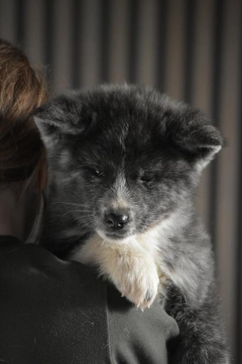 Akita inu, Dieren en Toebehoren, Honden | Poolhonden, Keeshonden en Oertypen, Meerdere dieren, Poolhond, Fokker | Hobbymatig, Meerdere