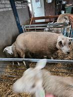 Mooie engelse dekram, Dieren en Toebehoren, Schapen, Geiten en Varkens, Mannelijk, Schaap